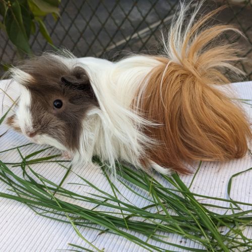 Bb cochons d'inde péruviens mâles #4