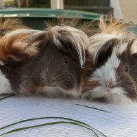 Bb cochons d'inde péruviens mâles