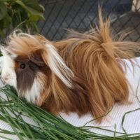 Bb cochons d'inde péruviens mâles #2