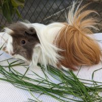 Bb cochons d'inde péruviens mâles #4