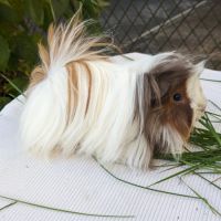 Bb cochons d'inde péruviens mâles #5