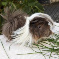 Bb cochons d'inde péruviens mâles #7