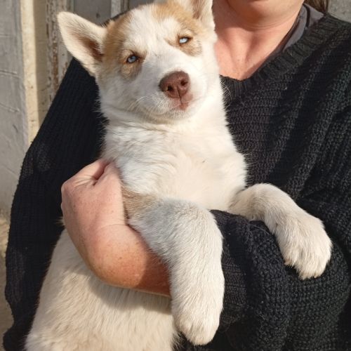 A vendre chiot husky #2