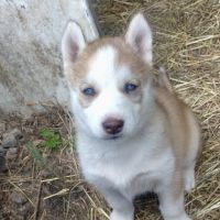 A vendre chiot husky