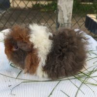 Bb cochon d'inde alpaga et péruviens mâles