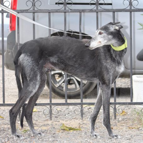 Currito,  galgo sénior en or ! #4