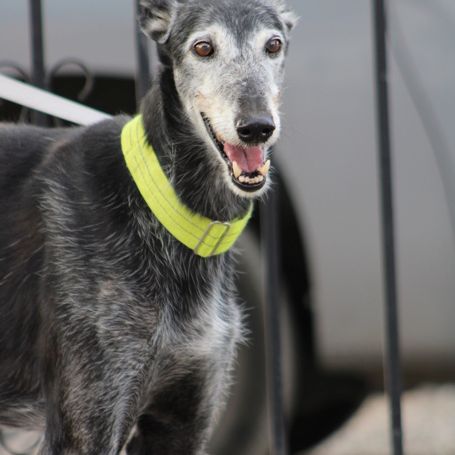 Currito,  galgo sénior en or !