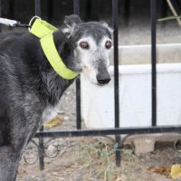 Currito,  galgo sénior en or ! #1