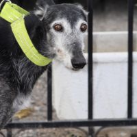 Currito,  galgo sénior en or ! #2