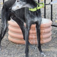 Currito,  galgo sénior en or ! #3