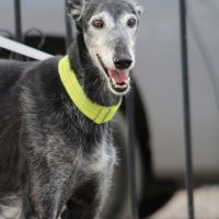 Currito,  galgo sénior en or ! #0