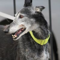 Currito,  galgo sénior en or ! #6