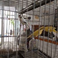 Vend canaris raza 2025