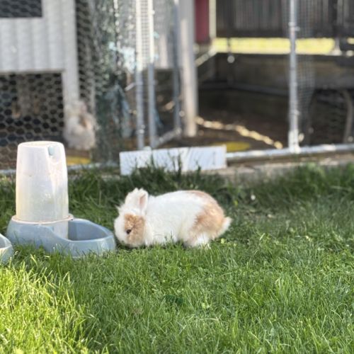 Adoption lapin tête de lion #2