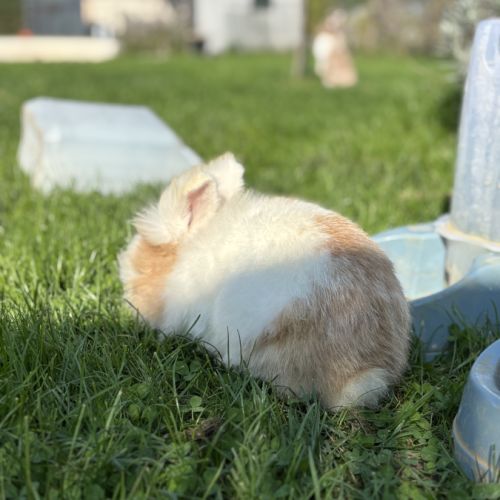 Adoption lapin tête de lion #4