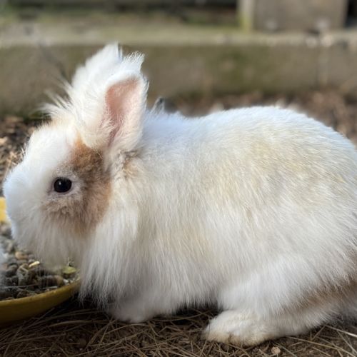 Adoption lapin tête de lion
