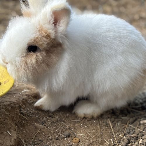 Adoption lapin tête de lion #8