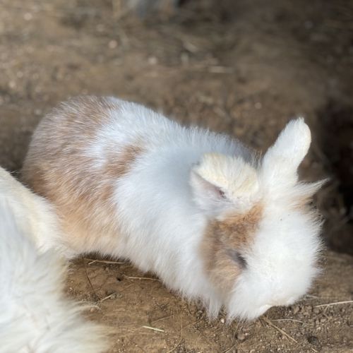 Adoption lapin tête de lion #10