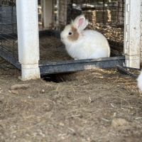 Adoption lapin tête de lion #1