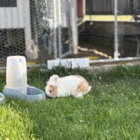 Adoption lapin tête de lion #2