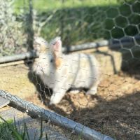 Adoption lapin tête de lion #3