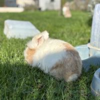 Adoption lapin tête de lion #4