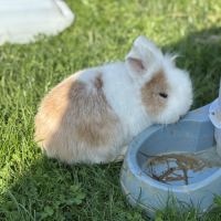 Adoption lapin tête de lion #5