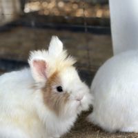 Adoption lapin tête de lion #6