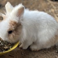 Adoption lapin tête de lion #9