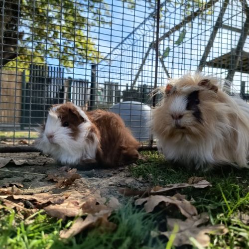 Cochon d'inde mâle péruvien #2