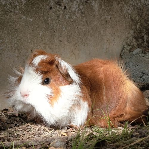 Cochon d'inde mâle péruvien