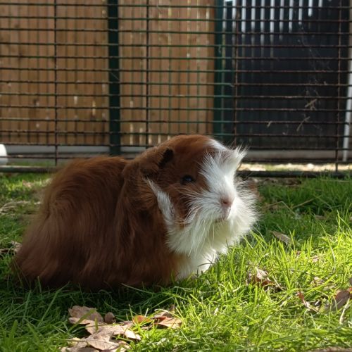 Cochon d'inde mâle péruvien #6