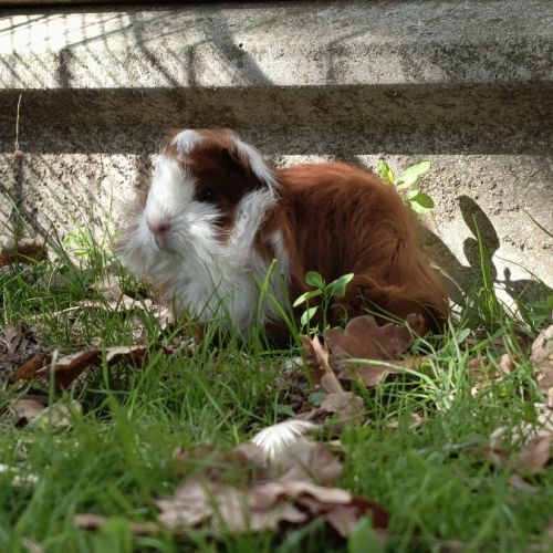 Cochon d'inde mâle péruvien #7