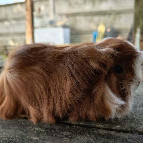 Cochon d'inde mâle péruvien #8