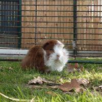 Cochon d'inde mâle péruvien #1