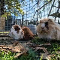 Cochon d'inde mâle péruvien #2