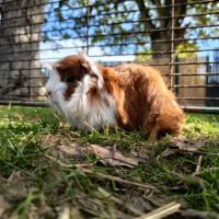 Cochon d'inde mâle péruvien #3