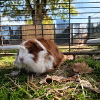 Cochon d'inde mâle péruvien #4