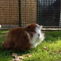 Cochon d'inde mâle péruvien #6