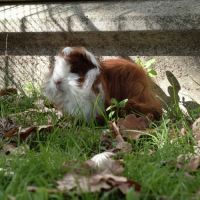 Cochon d'inde mâle péruvien #7