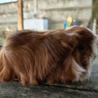 Cochon d'inde mâle péruvien #8