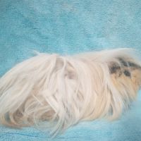 Cochon d'inde mâle péruvien #9