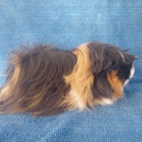 Cochon d'inde mâle péruvien #10