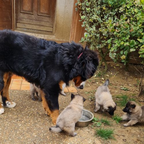 Magnifique chiot tervueren #3