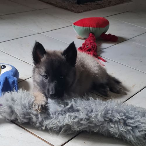 Magnifique chiot tervueren #5