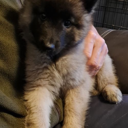 Magnifique chiot tervueren #6