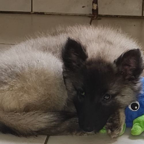 Magnifique chiot tervueren #7