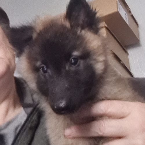 Magnifique chiot tervueren #8