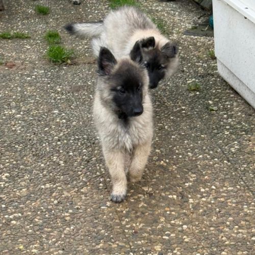 Magnifique chiot tervueren #1