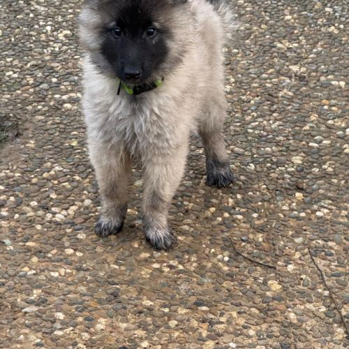 Magnifique chiot tervueren #2